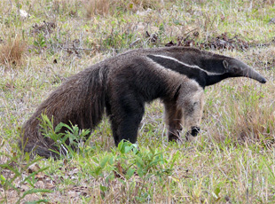 Großer Ameisenbär