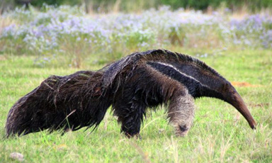 Großer Ameisenbär