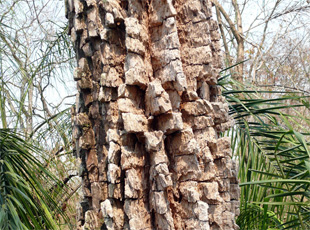 Exotische Baumrinde