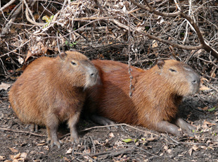 Capivaras, auch (fälschlicherweise) Wasserschweine genannt, sind Nager