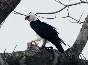 Elsteradler mit Beute 