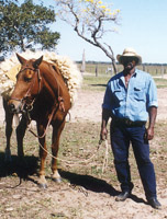Faustino
