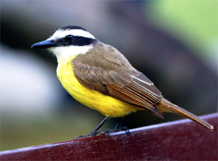 Schwefeltyrann