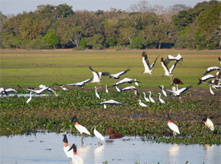 Pantanal-Landschaft