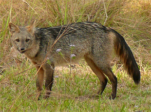 Maikong