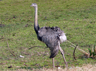 Nandu