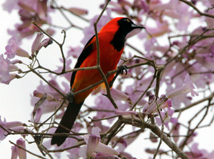 Orangetrupial
