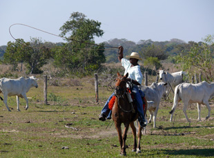 Vaqueiro bei der Arbeit