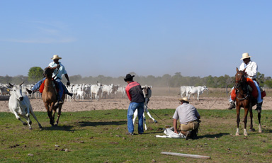 Pantaneiro-Cowboys bei der Arbeit