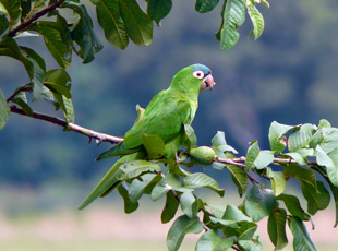 Mülleramazone (Amazona farinosa)