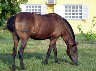 Nach einem harten Tag Arbeit: Pferd der Rasse Pantaneiro Poconé