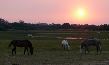 Sonnenuntergangstimmung und weidende Pantaneiro Pferde