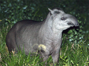 Tapir