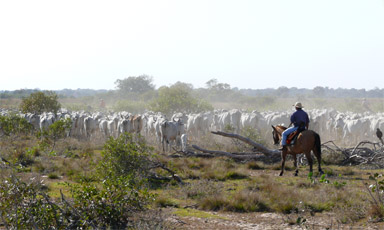 Viehtrieb im Pantanal