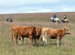 Ritt über die Hochweiden