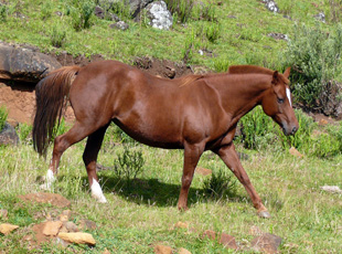 Nicht nur Criollos, auch Quarter-Horses sind beliebt