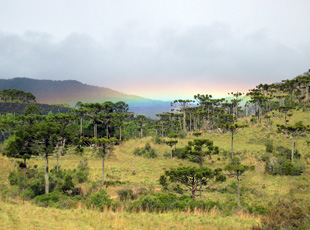Waldlandschaft mit Araukarien und Regenbogen