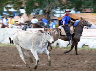 Ein perfekter Wurf: Rodeo in Urubici