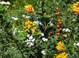 Blumenpracht im Hochwald