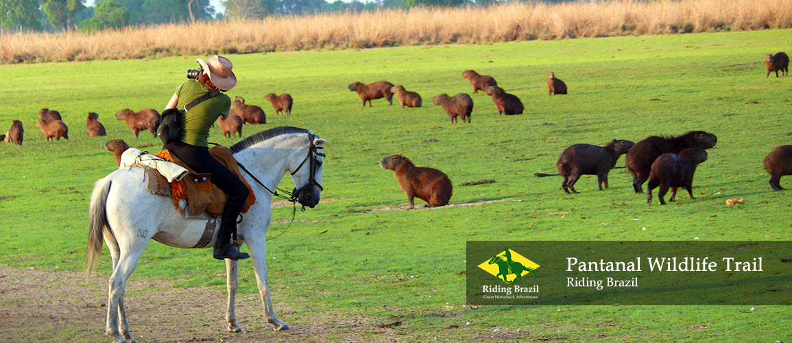 Pantanal Wildlife Trail